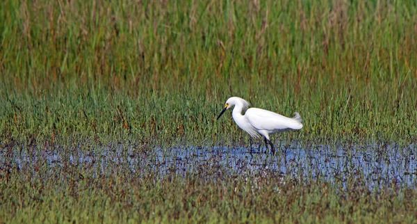 Great Egret Hunting Shallow Salt Marsh Looking Intent — Stock Photo, Image