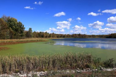 Sonbaharın başlarında Richart Gölü kıyısında ağaçlar ve sazlıklar, mavi gökyüzünde bulutlar, Muscatatuck Ulusal Vahşi Yaşam Sığınağı, Indiana