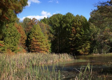 İndiana 'daki Muscatatuck Ulusal Vahşi Yaşam Sığınağı' nda sazlıklar ve otlarla çevrili küçük bir göl boyunca yeşil, sarı ve turuncu sonbahar renklerini sergileyen kozalaklı ve yapraklı ağaçlar.