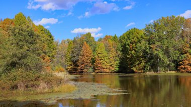 Sheryl Gölü boyunca yeşil, sarı ve turuncu sonbahar renklerinin sergilendiği kozalaklı ve yaprak döken ağaçlar, Muscatatuck Ulusal Vahşi Yaşam Sığınağı, Indiana 'da sazlıklar ve otlarla çevrili.