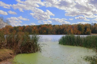 Sonbaharın başlarında Stanfield Gölü kıyısında ağaçlar ve sazlıklar mavi gökyüzünde bulutlarla, Indiana 'daki Muscatatuck Ulusal Vahşi Yaşam Sığınağı' nda. Bu görüntü teknenin göle inişini gösteriyor.