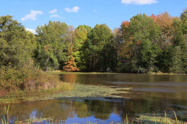 Sheryl Gölü boyunca yeşil, sarı ve turuncu sonbahar renklerinin sergilendiği kozalaklı ve yaprak döken ağaçlar, Muscatatuck Ulusal Vahşi Yaşam Sığınağı, Indiana 'da sazlıklar ve otlarla çevrili.