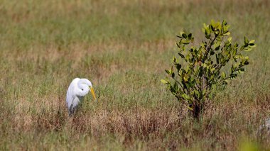 Güzel beyaz bir balıkçıl tüylerini doğal bir ortamda tımar ederken görülüyor.