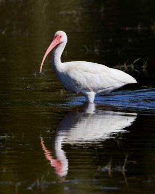 Bu güzel kuş doğal ortamında yakalanıyor, zarif biçimini ve benzersiz özelliklerini sergiliyor.