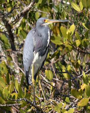 Üç renkli güzel balıkçıl, canlı tüyleri ve uzun gagasıyla bir mangrov ağacının yeşil yaprakları arasında duruyor.