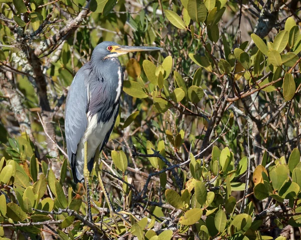 Bu güzel üç renkli balıkçıl, yemyeşil yapraklarla çevrili doğal ortamında yakalanır.