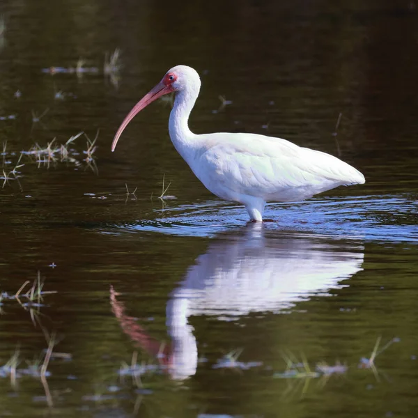 Bir Amerikan beyaz aynası suda duruyor, yansıması görülebilir, güzel bir doğal manzara yaratıyor.