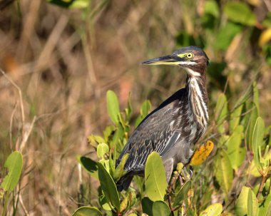 Bu güzel yeşil balıkçıl doğal ortamında yakalanıyor, kendine özgü özelliklerini ve zarif duruşunu sergiliyor.
