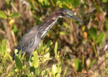 Yeşil bir balıkçıl yeşil yaprakların arasında duruyor. Uzun boynu ve gagası güneş ışığında öne çıkıyor.