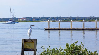 Güzel beyaz bir balıkçıl dik durur, arka planda bir rıhtım ve yelkenli tekneleri olan bir marinanın yakınındaki suyu gözlemler.