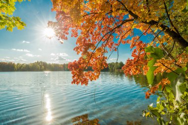 A landscape capturing the bright autumn sun through the branches of a maple tree with orange and yellow leaves. The branch hangs over the surface of the lake, where strong glare from the sun is visible.