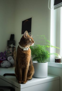 Beyaz yakalı, kızıl-kahverengi bir kedinin portre fotoğrafı beyaz bir komodinin üzerine oturmuş ve pencereden dışarı bakıyordu. Yanında yeşil bir saksı ve beyaz bir saksı var..