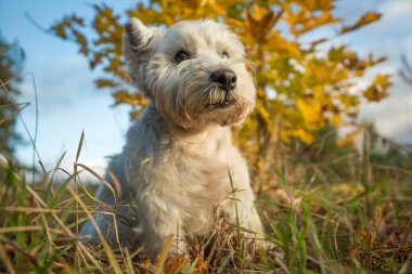 Batı Highland White Terrier otların üzerinde otururken çekilmiş alçak açılı bir portre resmi. Arka planda parlak sarı akçaağaç yaprakları ve mavi bir gökyüzü var..