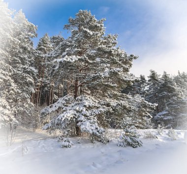 Berrak mavi bir gökyüzüne ve dondurucu soğuk bir günde göz kamaştırıcı beyaz kar yığınlarına karşı, sürekli yeşil çamlarla kaplı, kabarık kar örtüleri olan bir manzara..