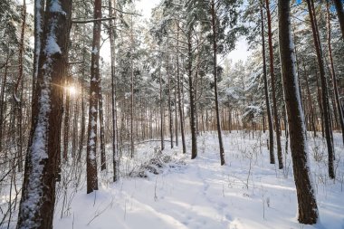 Parlak güneş ışınları yoğun çam ormanları ve karla kaplı ağaç dalları arasından süzülerek soğuk bir kış sabahının atmosferini yaratır ve ormanı ışıkla doldurur..