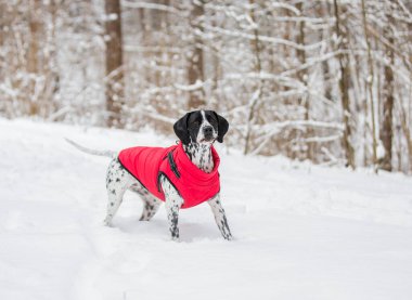 Parlak kırmızı bir yelek giymiş benekli siyah beyaz bir İşaretçi ormanda karla kaplı ağaçların arasında duruyor..