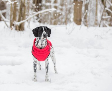 Parlak kırmızı bir yelek giymiş benekli siyah beyaz bir İşaretçi ormanda karla kaplı ağaçların arasında duruyor..