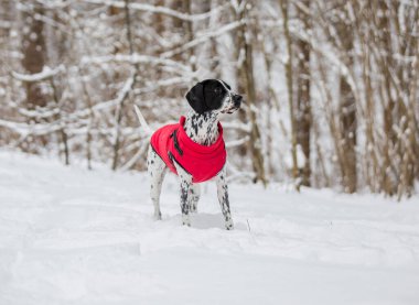 Parlak kırmızı bir yelek giymiş benekli siyah beyaz bir İşaretçi ormanda karla kaplı ağaçların arasında duruyor..
