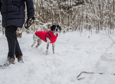 Kırmızı yelekli benekli bir işaretçi ormanda kış yürüyüşü yaparken sahibinin yanına mutlu bir şekilde atlar..