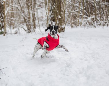 Parlak kırmızı bir yelek giymiş benekli siyah beyaz bir İşaretçi ormanda karla kaplı ağaçların arasında duruyor..