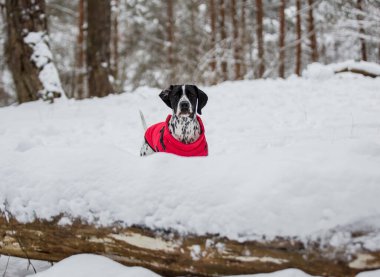 Parlak kırmızı bir yelek giymiş benekli siyah beyaz bir İşaretçi ormanda karla kaplı ağaçların arasında duruyor..