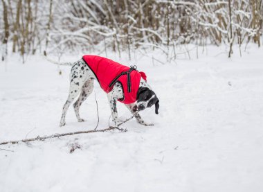 Parlak kırmızı bir yelek giymiş benekli siyah beyaz bir İşaretçi ormanda karla kaplı ağaçların arasında duruyor..
