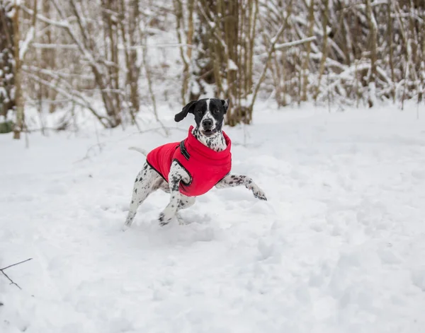 Parlak kırmızı bir yelek giymiş benekli siyah beyaz bir İşaretçi ormanda karla kaplı ağaçların arasında duruyor..