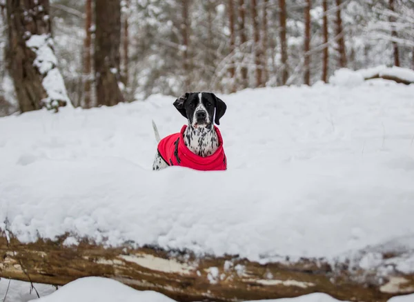 Parlak kırmızı bir yelek giymiş benekli siyah beyaz bir İşaretçi ormanda karla kaplı ağaçların arasında duruyor..