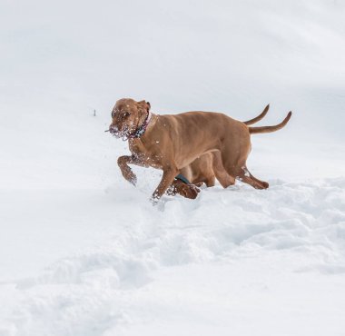 Bir çift kızıl saçlı işaret köpeği (Vizslas) aktif olarak kış yürüyüşünün tadını çıkarıyorlar..