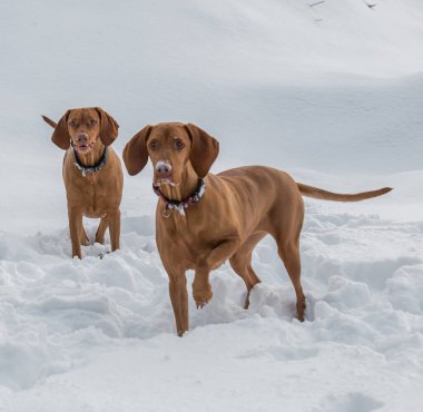 Bir çift kızıl saçlı işaret köpeği (Vizslas) aktif olarak kış yürüyüşünün tadını çıkarıyorlar..