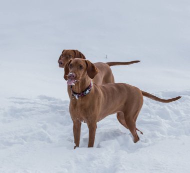Bir çift kızıl saçlı işaret köpeği (Vizslas) aktif olarak kış yürüyüşünün tadını çıkarıyorlar..