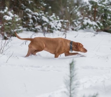 Enerjik kızıl saçlı bir Vizsla köpeği kış yürüyüşü sırasında kar yığınlarının içinden atlar. Köpeğin atletik yapısını yakalayan ve kulaklarını beyaz arka plana doğru çırpan dinamik bir çekim..