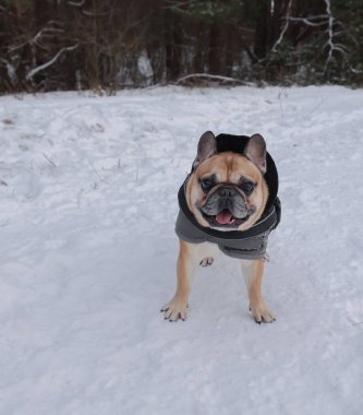 Karın üzerinde kalın gri koruyucu yelek (battaniye) ve koşum takımı giymiş bir Fransız Bulldog 'un tam boy portresi. Köpek, bir kış ormanı zeminine karşı profil içinde yakalanır..