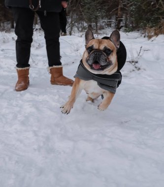 Karın üzerinde kalın gri koruyucu yelek (battaniye) ve koşum takımı giymiş bir Fransız Bulldog 'un tam boy portresi. Köpek, bir kış ormanı zeminine karşı profil içinde yakalanır..