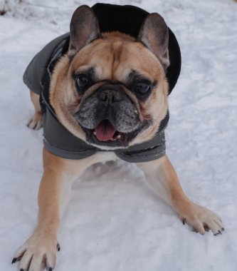 Karın üzerinde kalın gri koruyucu yelek (battaniye) ve koşum takımı giymiş bir Fransız Bulldog 'un tam boy portresi. Köpek, bir kış ormanı zeminine karşı profil içinde yakalanır..