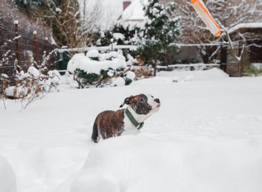 Şirin bir Amerikan Staffordshire Terrier köpeği (brindle ve white) derin karda yürüyüşe çıkar. Kış bahçesi, açık havada evcil bir hayvanla aktif oyun.