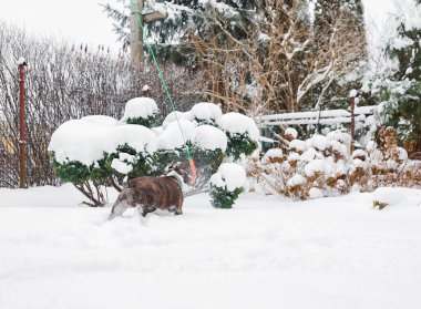 Şirin bir Amerikan Staffordshire Terrier köpeği (brindle ve white) derin karda yürüyüşe çıkar. Kış bahçesi, açık havada evcil bir hayvanla aktif oyun.
