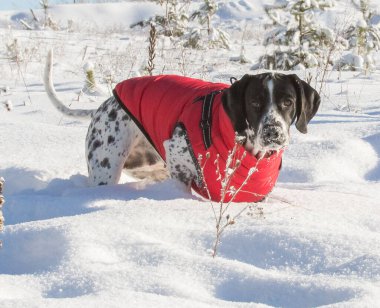 Aktif, kısa saçlı, siyah-beyaz bir işaretçi güneşli bir kış gününde kar yığınlarında yol alır. Köpek parlak kırmızı koruyucu giysiler giyiyor..