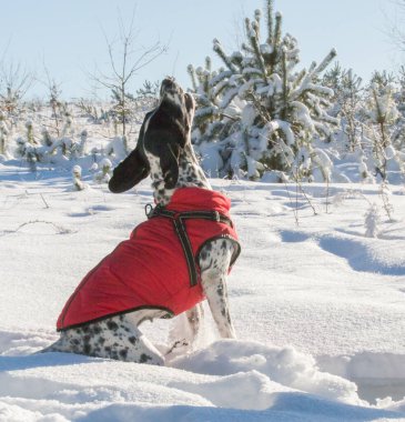 Aktif, kısa saçlı, siyah-beyaz bir işaretçi güneşli bir kış gününde kar yığınlarında yol alır. Köpek parlak kırmızı koruyucu giysiler giyiyor..