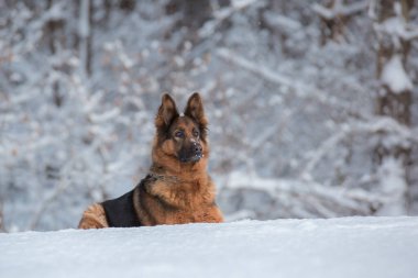Yetişkin, uzun saçlı, sırtı eyerli bir Alman kurdu derin, beyaz bir karda oturuyor. Köpeğin ceketi kar taneleri ile hafifçe tozlanmış, başka yöne bakıyor..