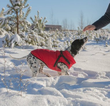 Aktif, kısa saçlı, siyah-beyaz bir işaretçi güneşli bir kış gününde kar yığınlarında yol alır. Köpek parlak kırmızı koruyucu giysiler giyiyor..