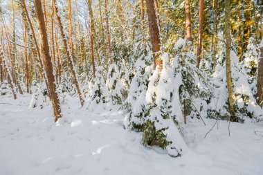 Karla kaplı bir ormanın manzarası, güneş ışınlarının uzun ağaç gövdelerini aydınlattığı ve el değmemiş kar örtüsünün üzerinde uzun mavi gölgeler yarattığı yer..