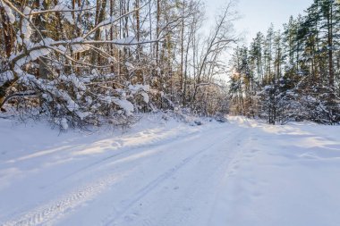 Karla kaplı bir ormanın manzarası, güneş ışınlarının uzun ağaç gövdelerini aydınlattığı ve el değmemiş kar örtüsünün üzerinde uzun mavi gölgeler yarattığı yer..