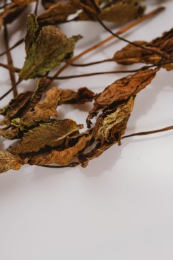 nane yaprakları baharat beyaz bir arka plan üzerinde kurutulmuş