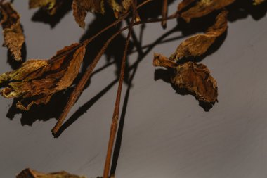 Nane yaprakları baharat karanlık bir arka plan üzerinde kurutulmuş