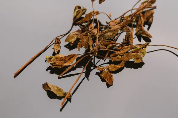 Hojas de menta secas especias sobre un fondo oscuro — Foto de Stock