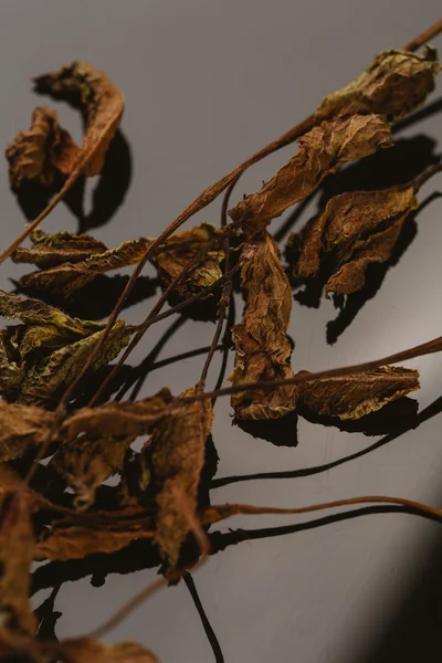 Torkad mynta blad krydda på en mörk bakgrund — Stockfoto