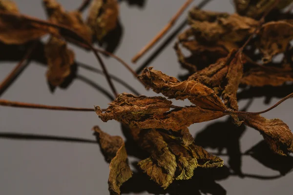 Folhas de hortelã seca tempero em um fundo escuro — Fotografia de Stock