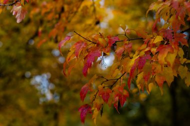 Close up of autumn maple tree branch with vibrant red and yellow leaves on soft blurred background of forest creating natural fall season atmosphere