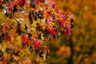 Close up of autumn maple tree branch with vibrant red and yellow leaves on soft blurred background of forest creating natural fall season atmosphere